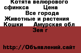 Котята велюрового сфинкса. .. › Цена ­ 15 000 - Все города Животные и растения » Кошки   . Амурская обл.,Зея г.